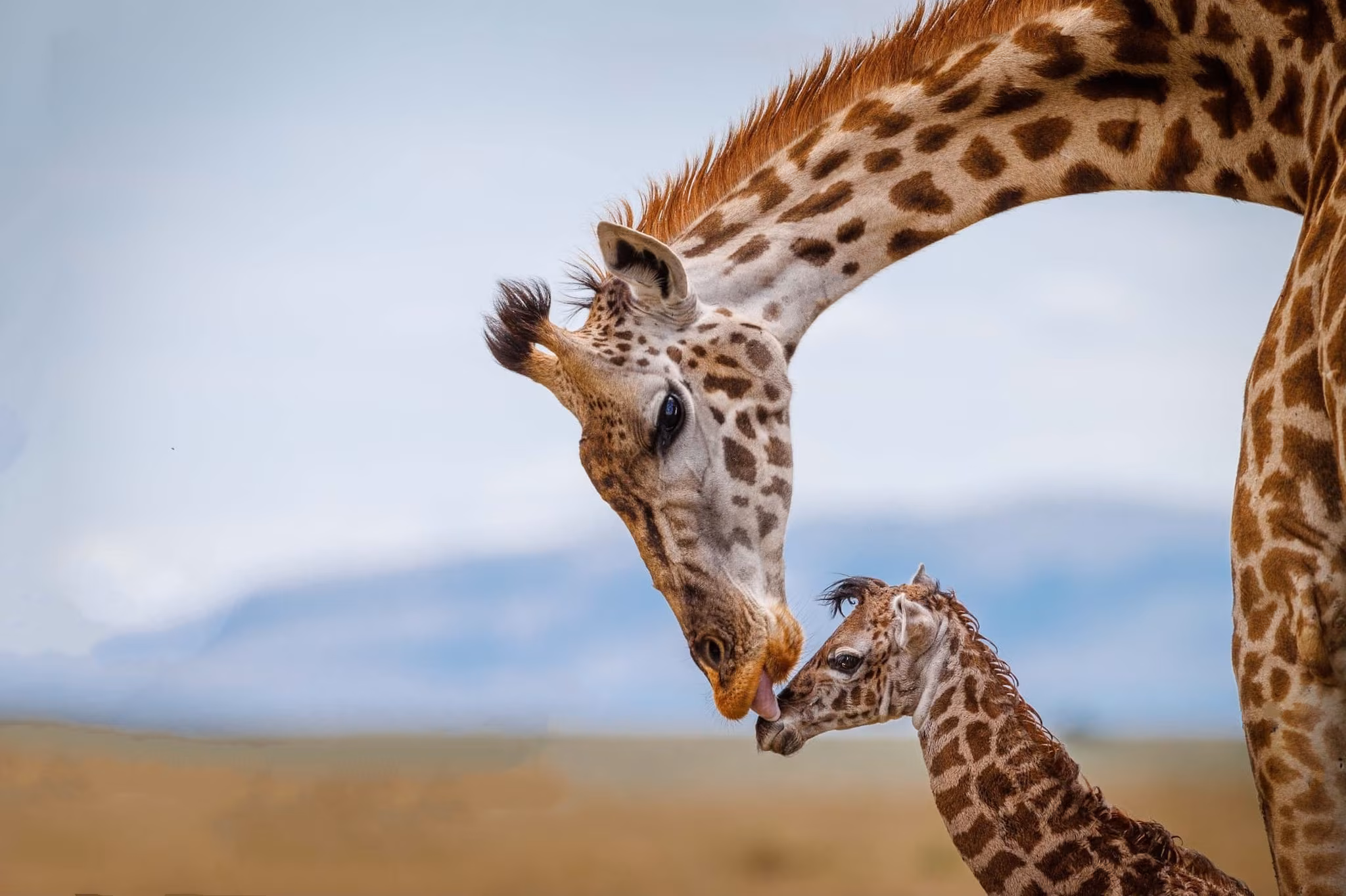 Giraffe Image 1