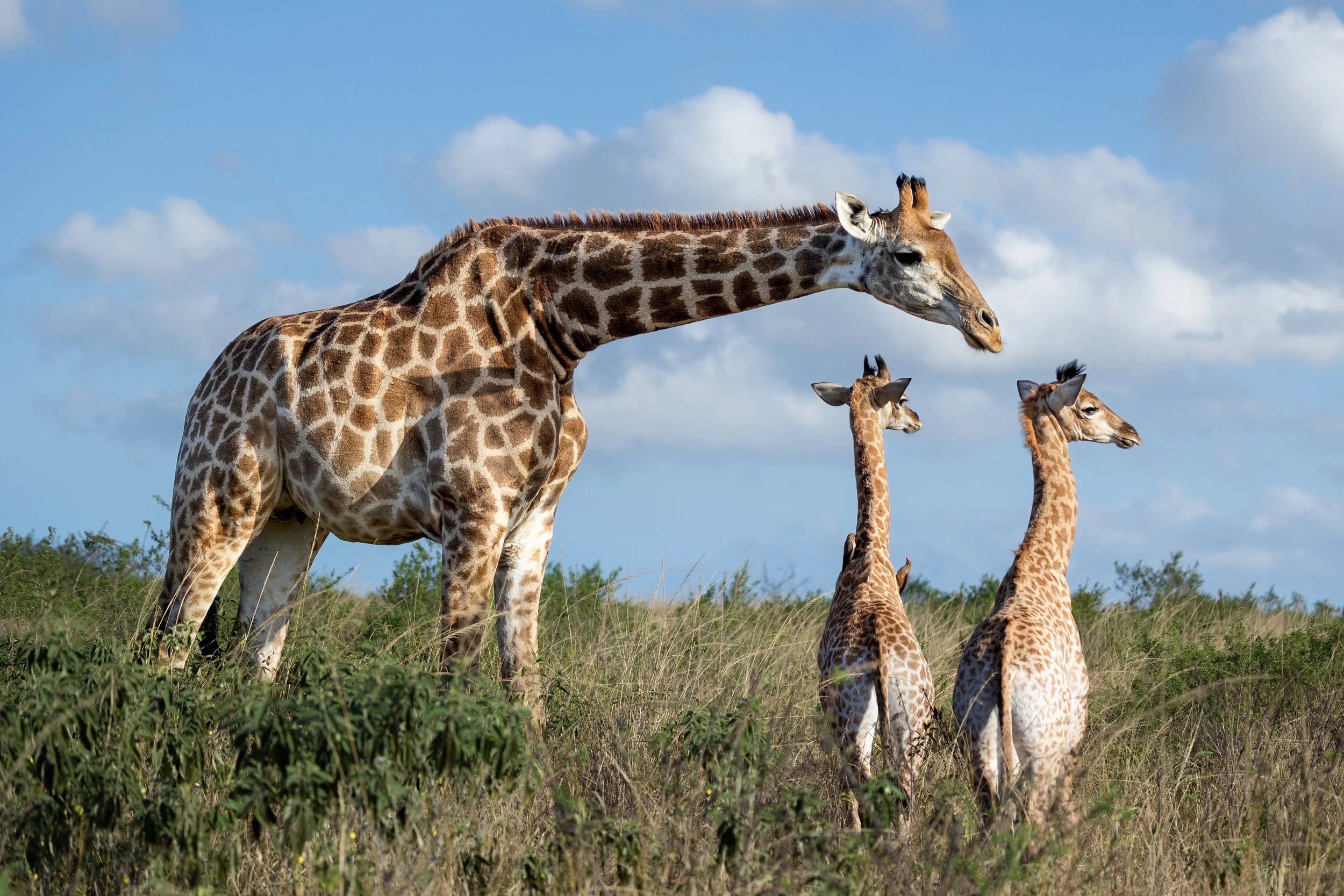 Giraffe Image 3